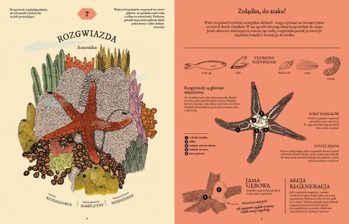 Strona ze środka książki pt. Jak to strawić? Tajemnice układu pokarmowego. Rozkładówka z rozgwiazdą i jej układ pokarmowy.