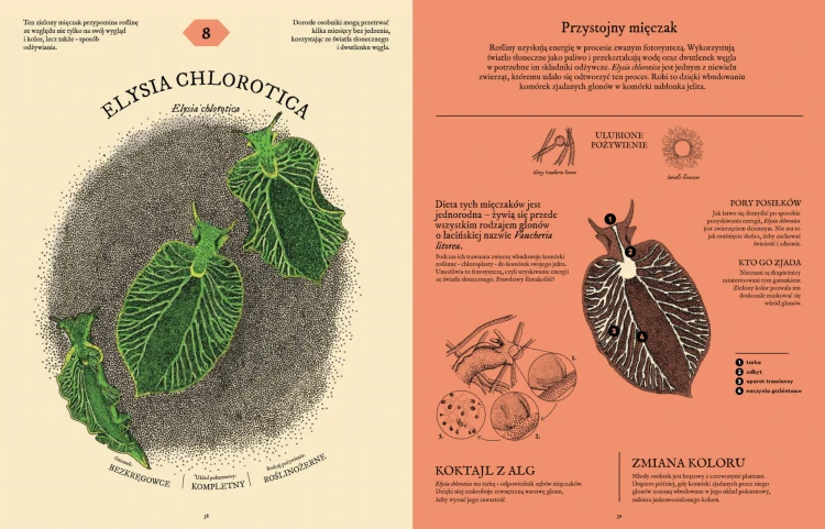 Strona ze środka książki pt. Jak to strawić? Tajemnice układu pokarmowego. Rozkładówka z Elysia Chlorotica i jej układ pokarmowy.