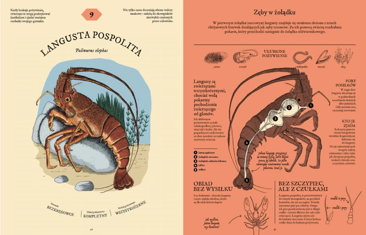 Strona ze środka książki pt. Jak to strawić? Tajemnice układu pokarmowego. Rozkładówka z Langusta Pospolita i jej układ pokarmowy.