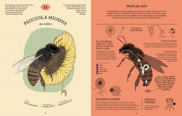 Strona ze środka książki pt. Jak to strawić? Tajemnice układu pokarmowego. Rozkładówka z Pszczołą Miodną i jej układem pokarmowym.