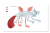 ROZKLADOWKI_sklep_kameleon3.png